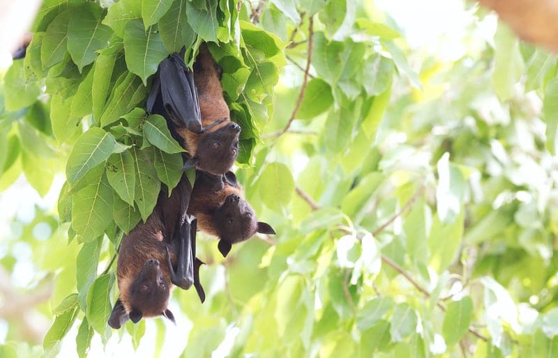 Bats in Austin