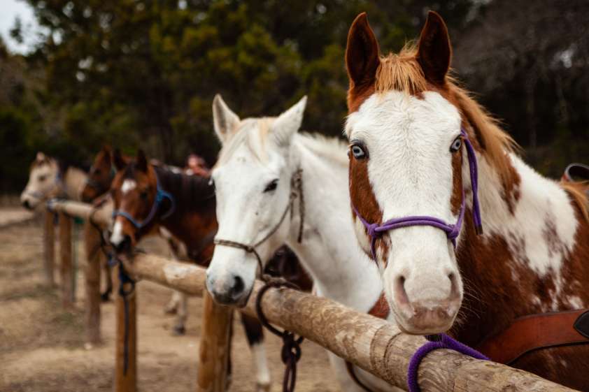 7 Best Farms & Ranches for Horseback Riding Near Austin, TX