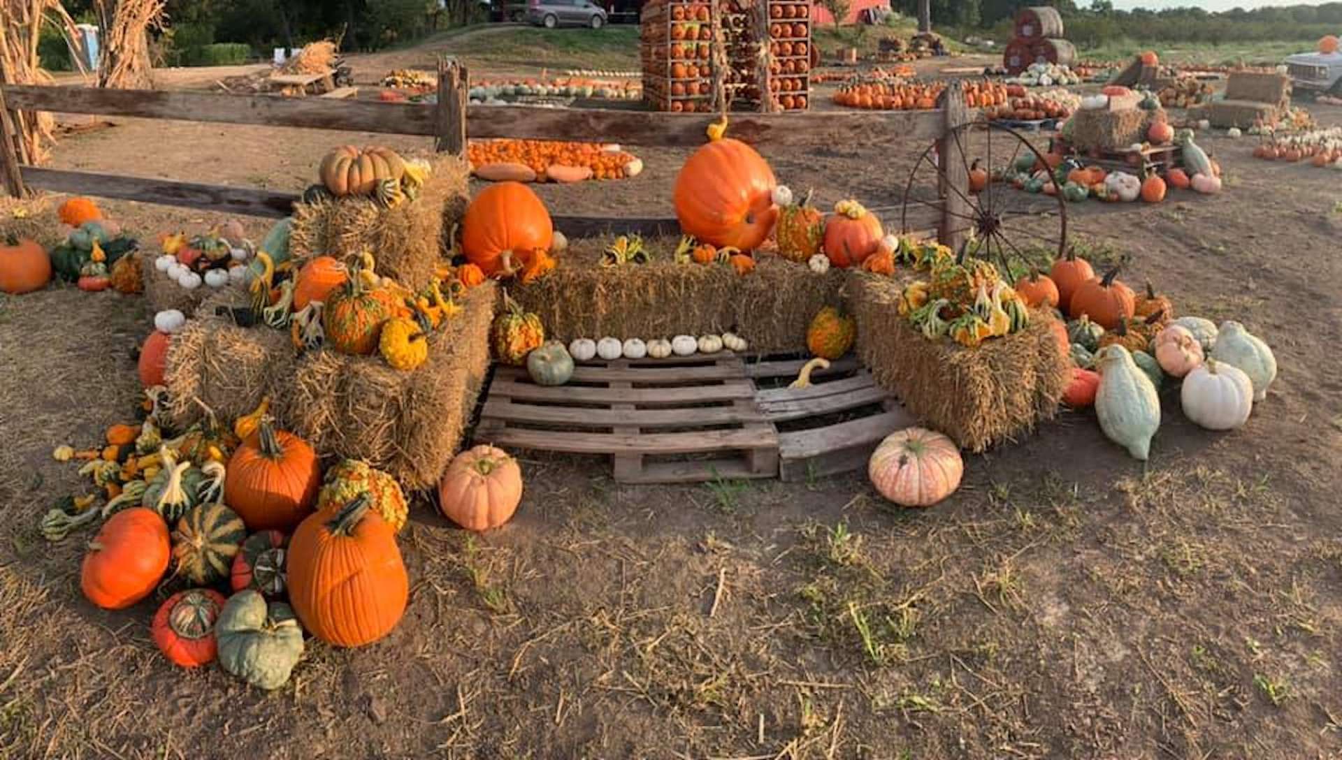 6 Amazing Pumpkin Patches Near Austin Everyone Can Enjoy UrbanMatter 