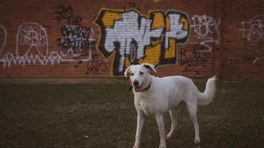 Pet Adoption Shelters Austin