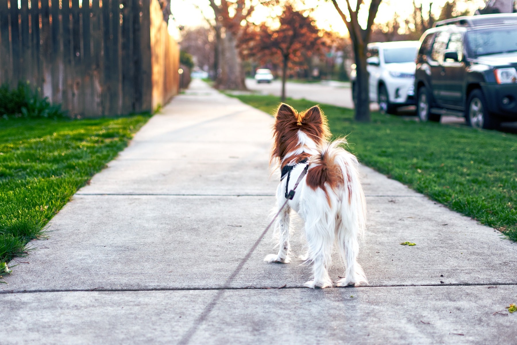 Dog Walking Austin