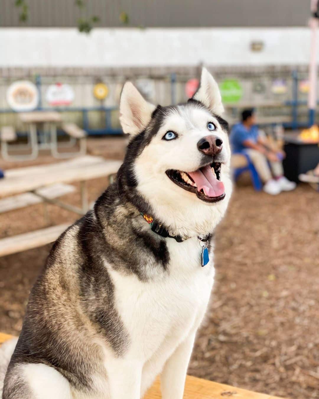 dog friendly restaurants