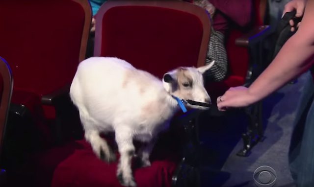 Stephen Colbert Goat