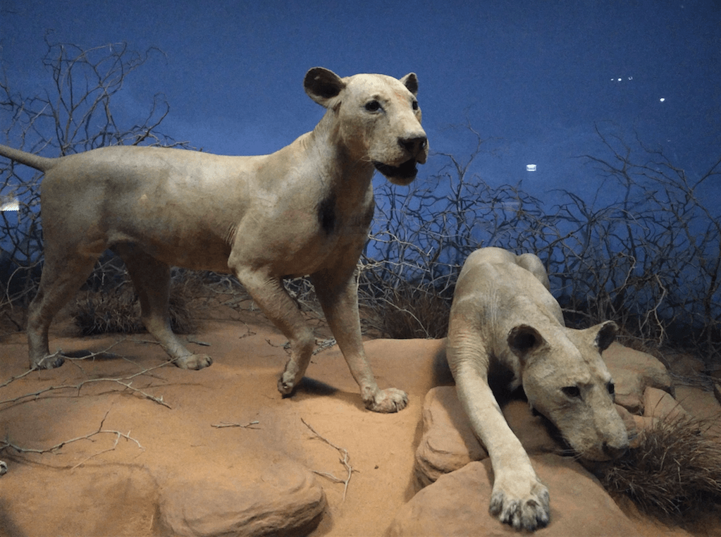 Tsavo Lions