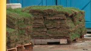 wrigley field sod