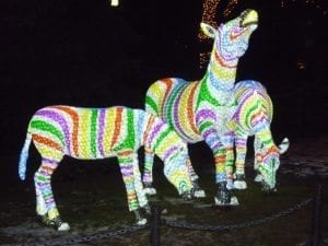 zoo lights