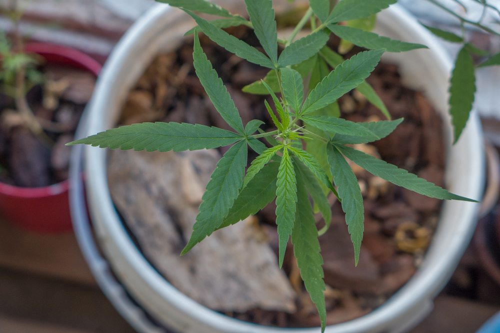 weed legalization illinois