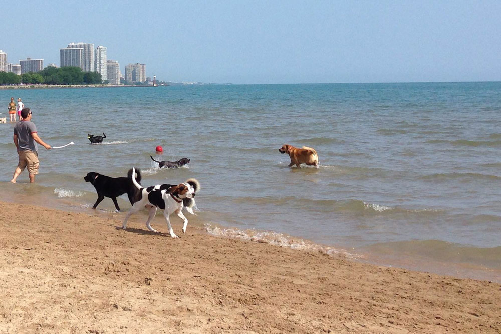 are dogs allowed on chicago beaches