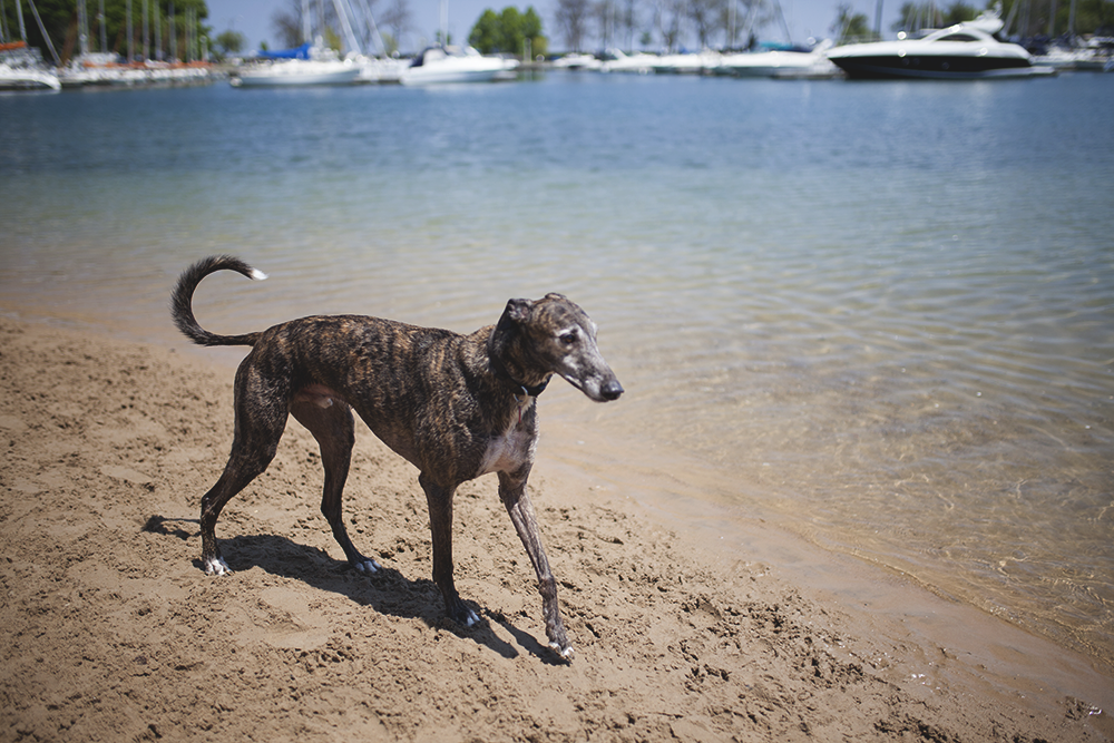 are dogs allowed on chicago beaches