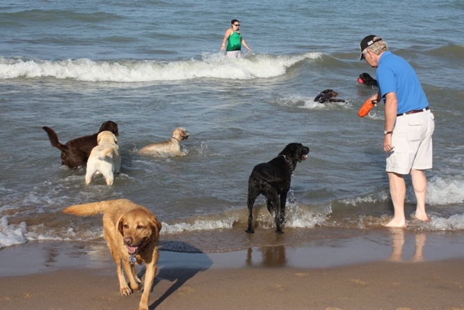 are dogs allowed on chicago beaches