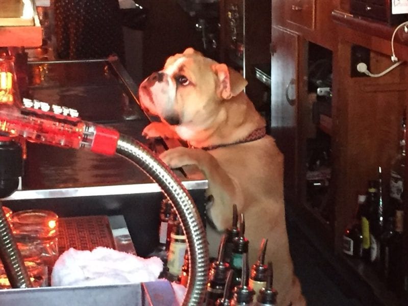 5 DogFriendly Bars in Chicago For You and Your Pooch UrbanMatter