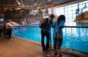 jazzin' at the shedd