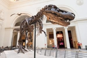 sue field museum