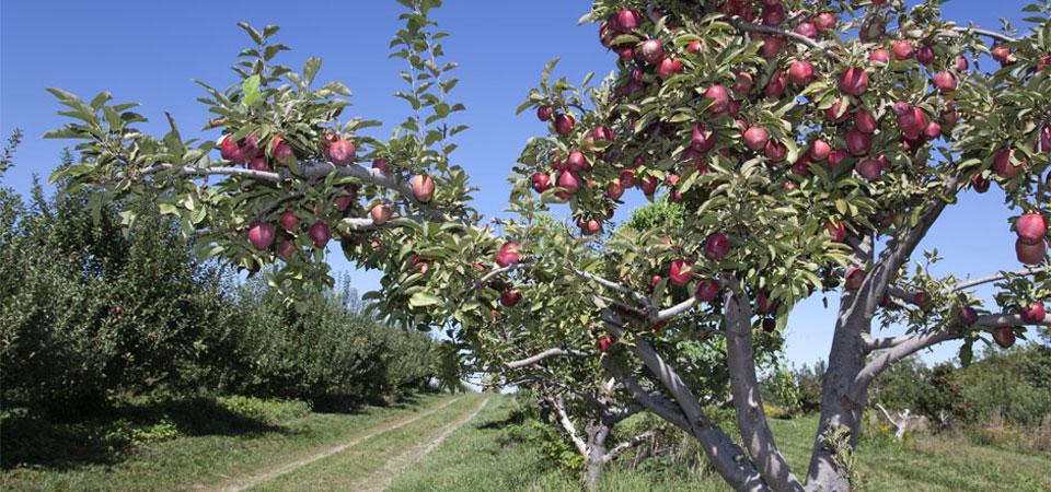 Apple Picking NYC - Apple Ridge Orchard