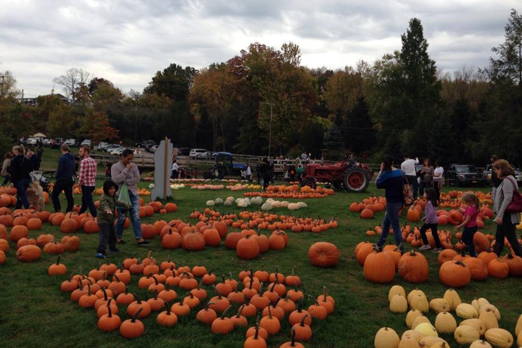 The Best Apple Picking Spots Near NYC