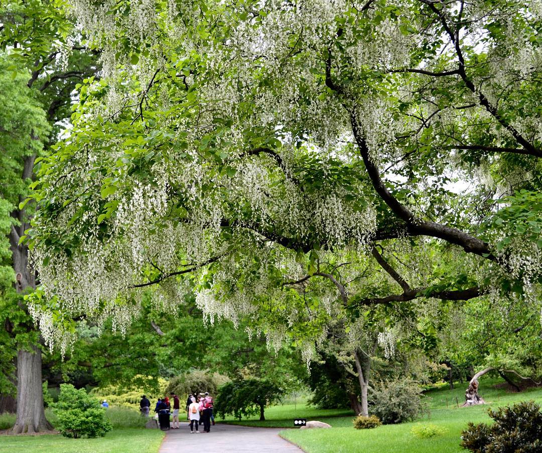 Underrated Landmarks in NYC - Brooklyn Botanic Garden