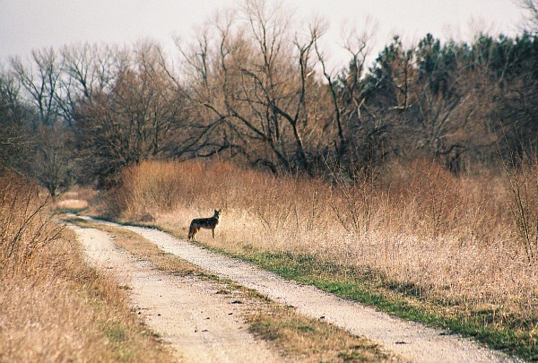 Midewin National Tallgrass Prairie Il