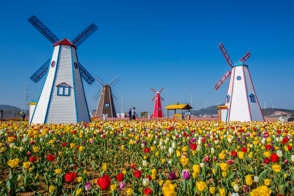 A Riot of Tulips and Authentic Windmill Experience in Holland, MI |  UrbanMatter