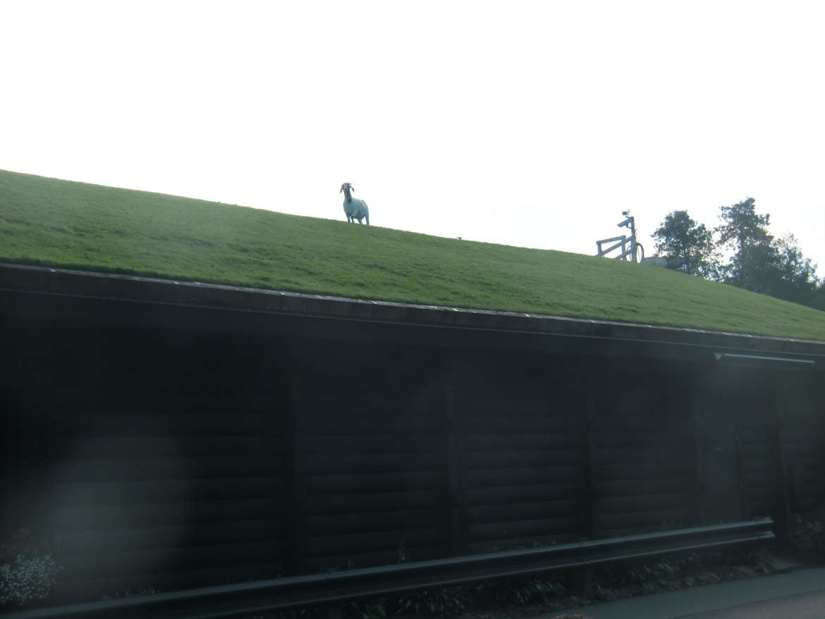 Goat on Al Johnson's grassy roof watches the watchers.