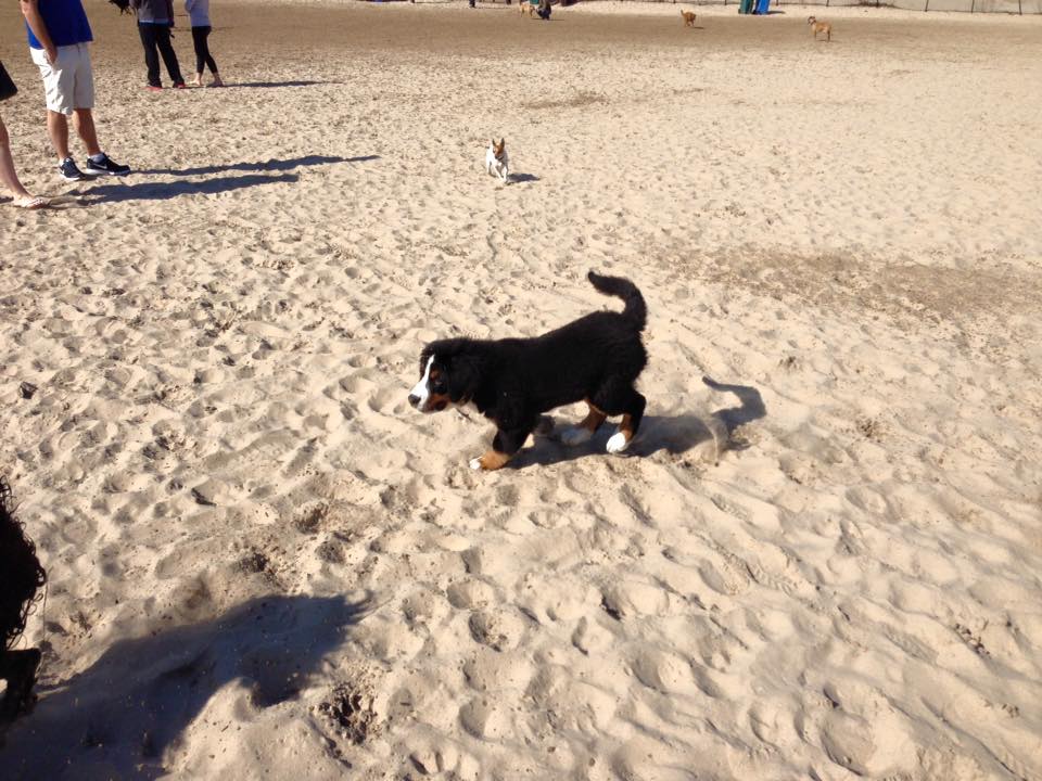 Montrose Dog Beach