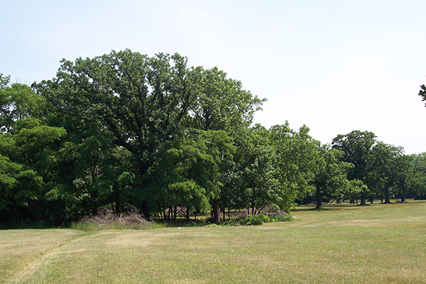 Dan Ryan Woods