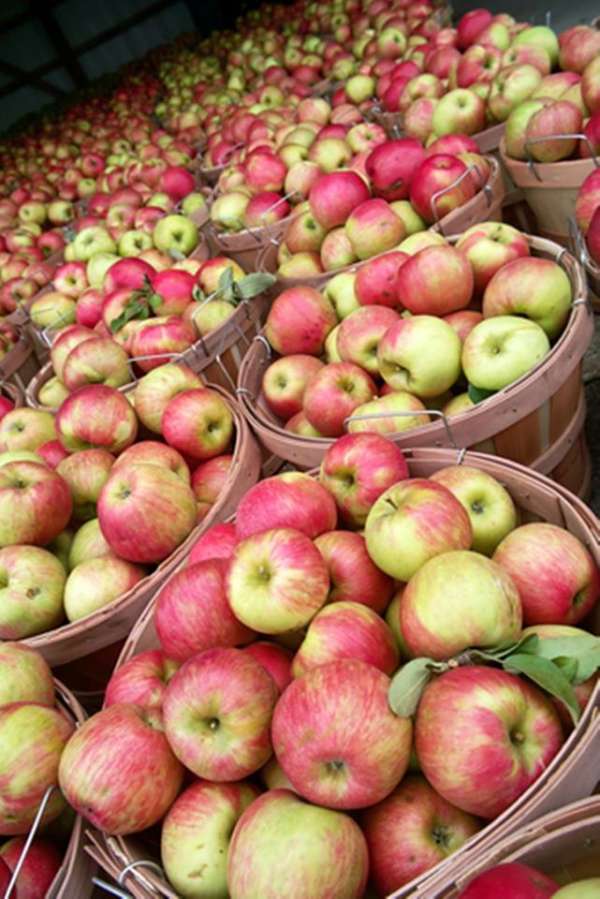 Where to Go Apple Picking Near Chicago This Fall UrbanMatter