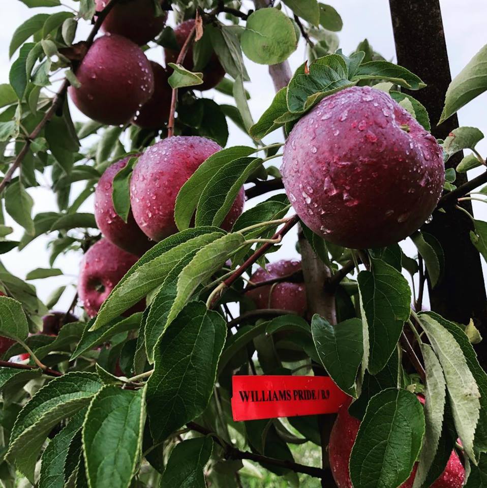 County Line Orchard