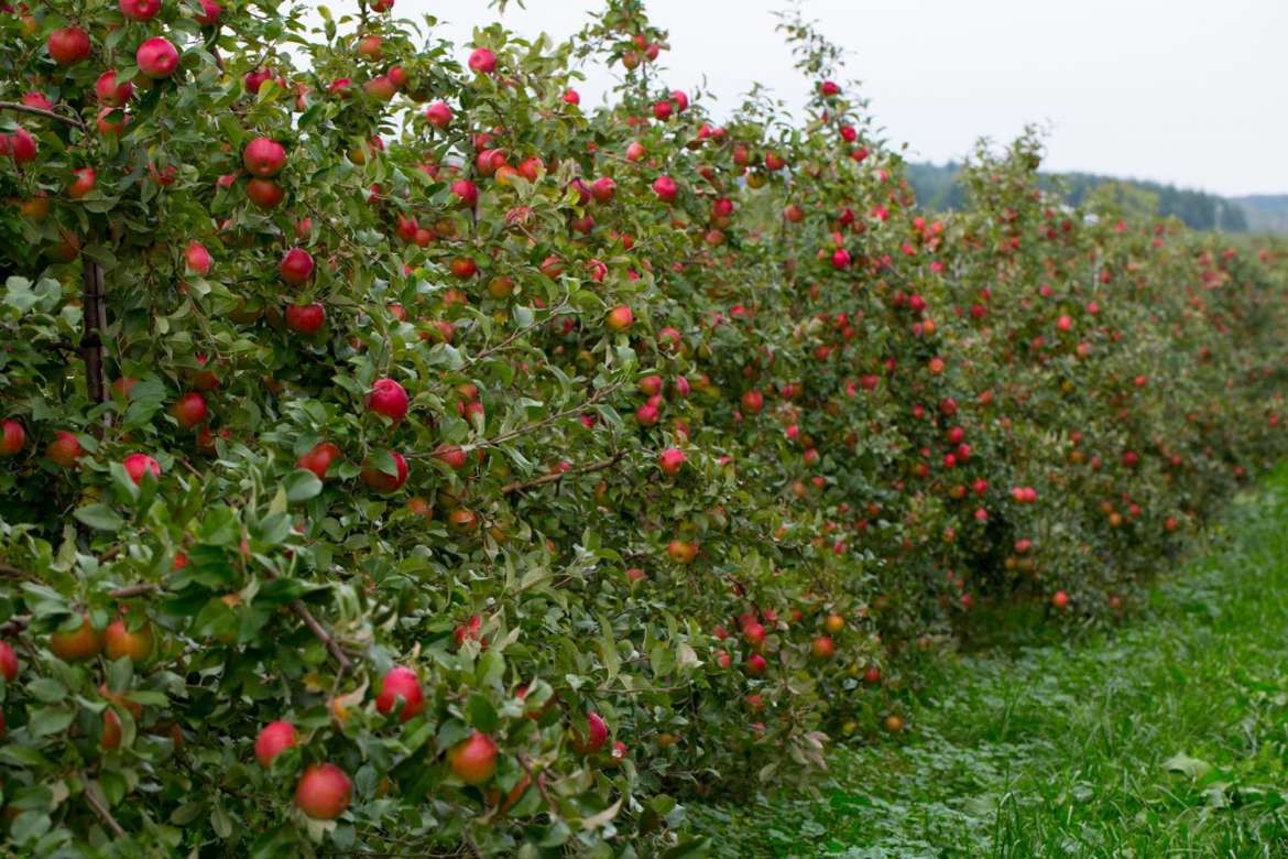 All Seasons Apple Orchard