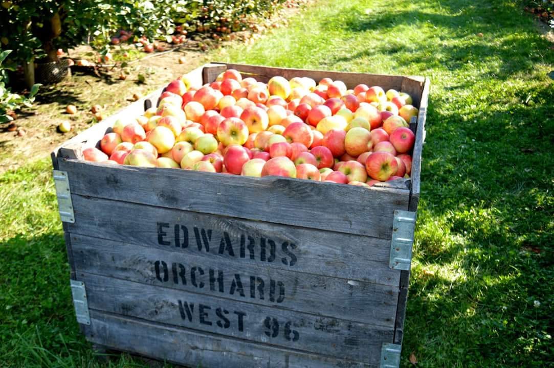 Edwards Apple Orchard