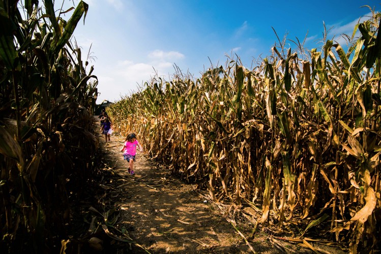 Konow's Corn Maze