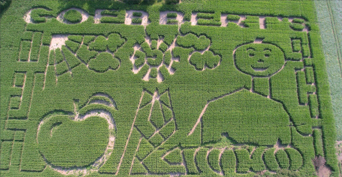 corn mazes