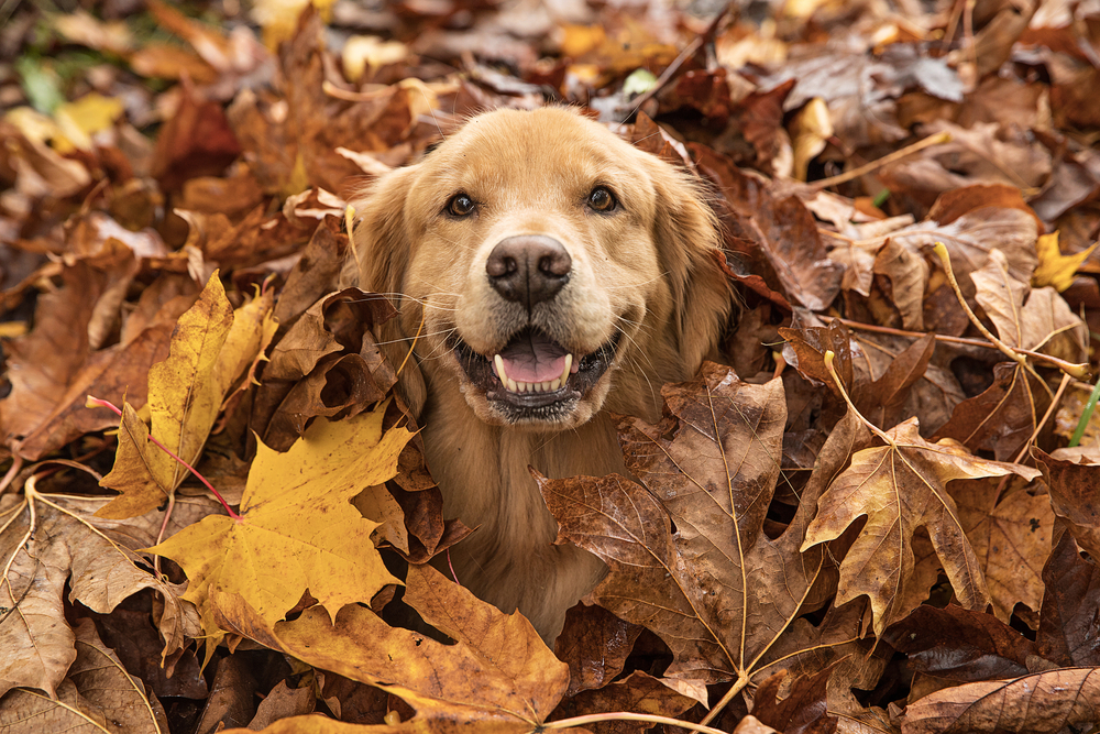 Pile of Leaves