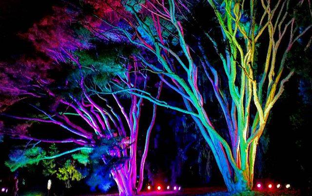 Morton Arboretum