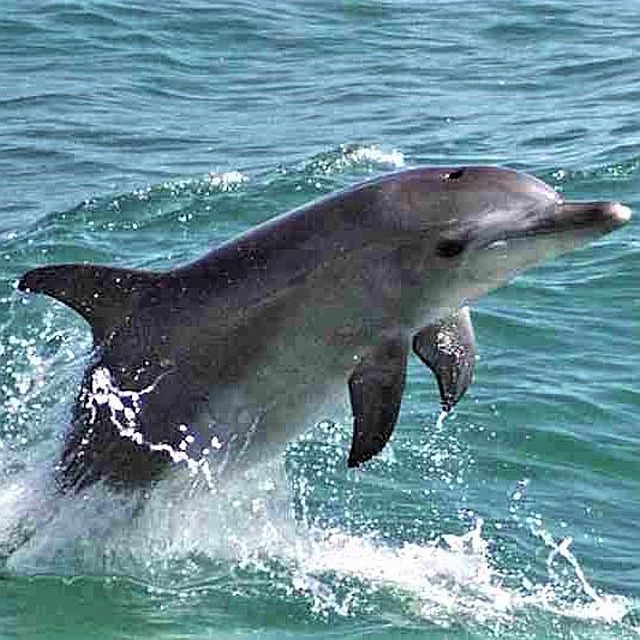 Taking an Osprey cruise to see dolphins play is part of a South Padre Island vacation. (Photocredit Osprey Cruises)