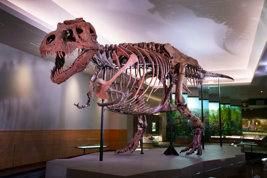 SUE the T. Rex Is Back on Display at the Field Museum