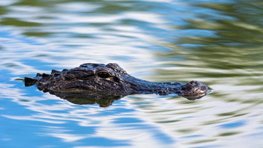 humboldt park alligator
