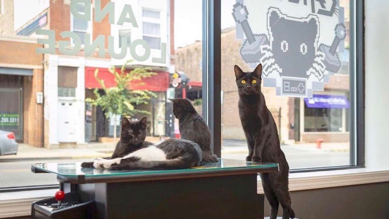 Adopt A Furrever Friend At A Cat Cafe In Chicago Urbanmatter