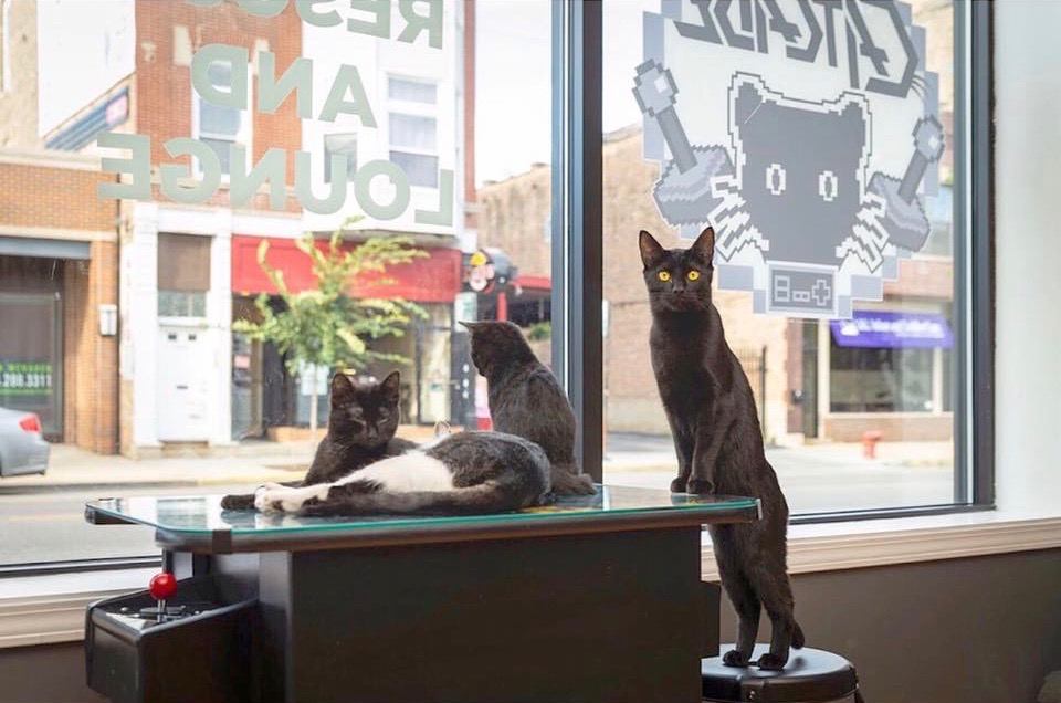 Adopt A Furrever Friend At A Cat Cafe In Chicago Urbanmatter