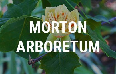 Morton Arboretum