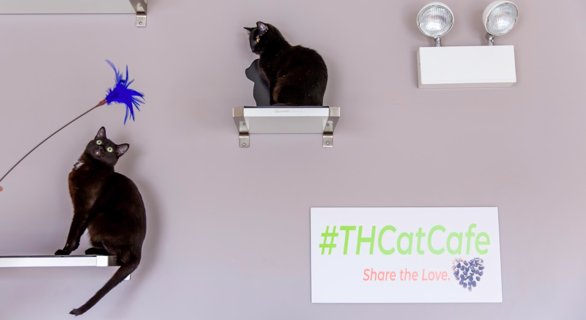 Adopt a Furrever Friend at a Cat Cafe in Chicago | UrbanMatter