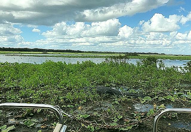 Airboat cut right through vegetation and water to find alligators cooling in the mud.