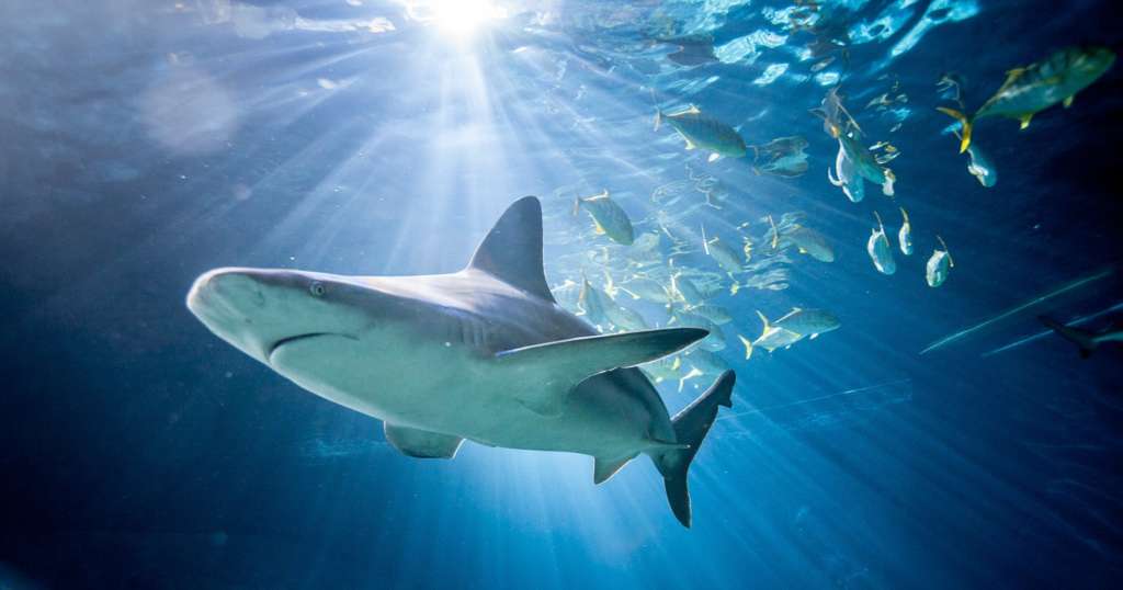 Experience the BehindtheScenes Shark Feeding Tour at Chicago's Shedd