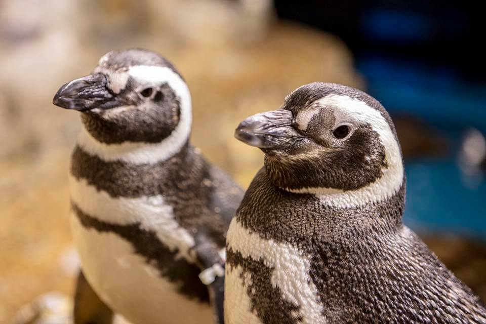 shedd aquarium penguins