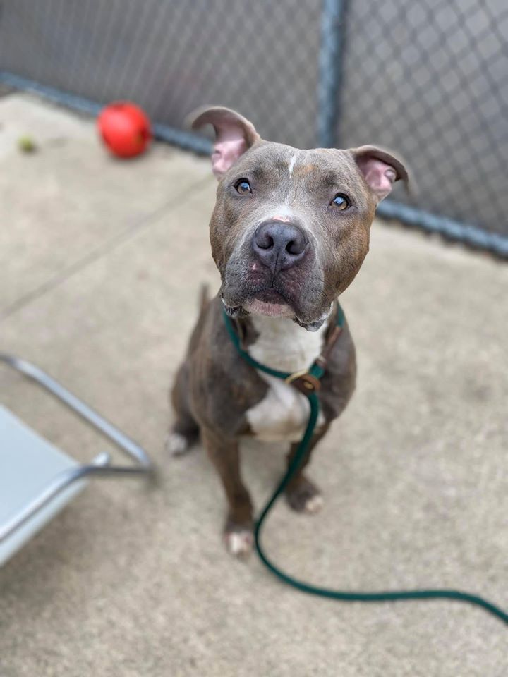 Every Pet from Chicago Animal Care and Control Was Adopted Last Week ...