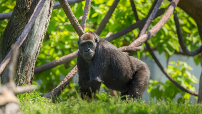 lincoln park zoo