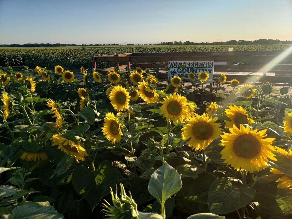 sunflower maze chicago