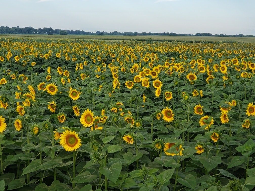 sunflower maze chicago