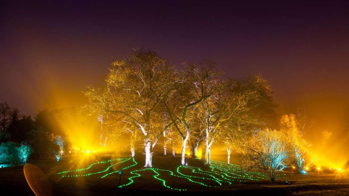 Morton Arboretum Illumination: Tree Lights
