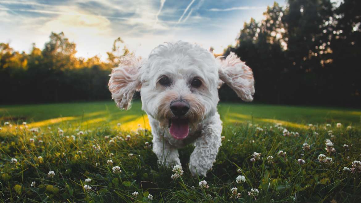 best dog parks in chicago unsplash