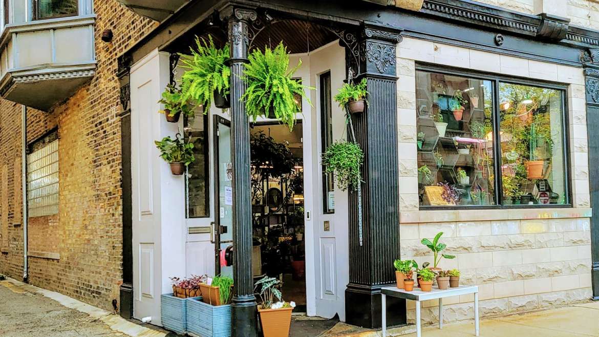 Vedas Plant Shop chicago